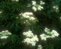 sambucus canadesis r.jpg